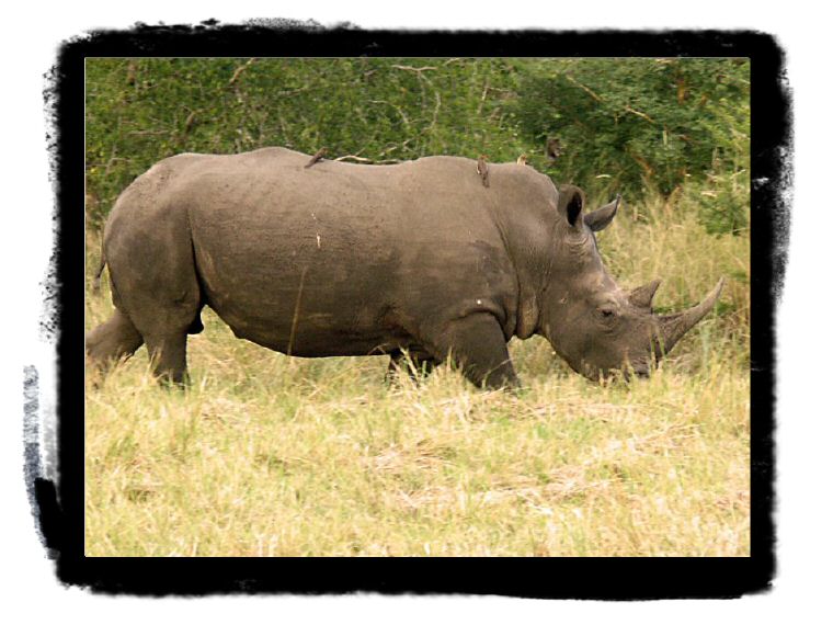 PICT0362_nashorn_warm.jpg