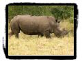 PICT0362_nashorn_warm.jpg