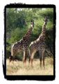 PICT0488_giraffen.jpg