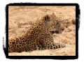PICT0559_leopard.jpg